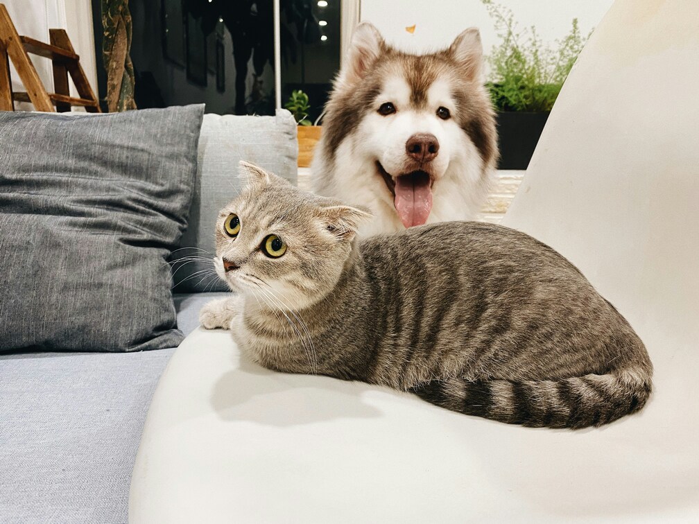 pet-insurance.jpg